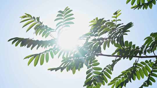 夏天的阳光和树叶慢镜头