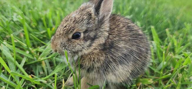 正在觅食吃草的小兔子特写