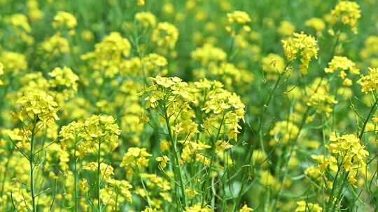 春天盛开的黄色油菜花与采蜜蜜蜂满画幅特写