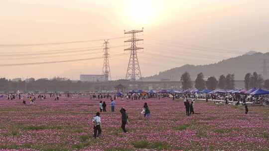 中国广东省中山市南朗街道崖口花海