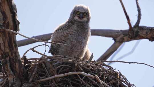 Nest，犹他州，大角枭，鸟