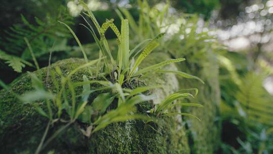 岩石上的绿色植物