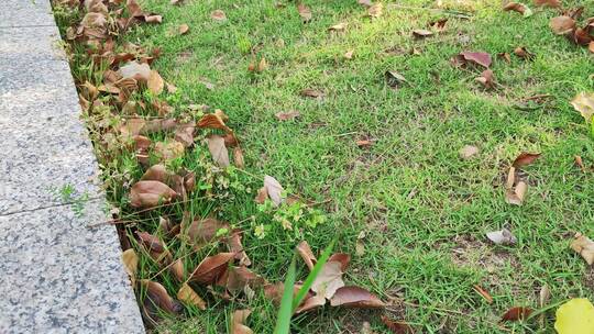 疫情街道街头小区绿色植物街头实拍