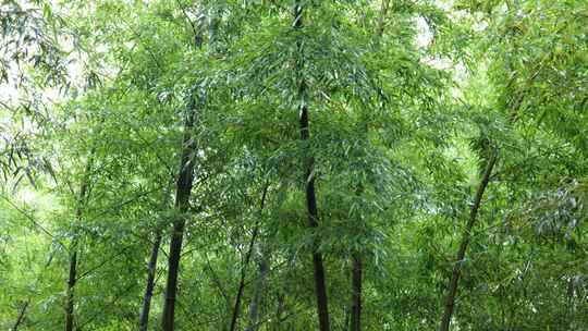 竹林竹叶禅意下雨天唯美空镜