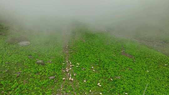 航拍川西巴朗山垭口高山牧场羊群 风光