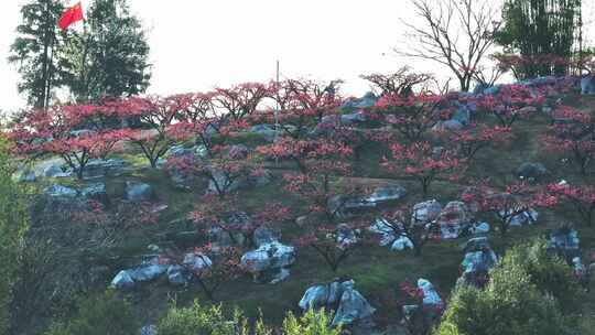 桃花树桃花林桃花山