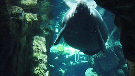 水族馆 海豚