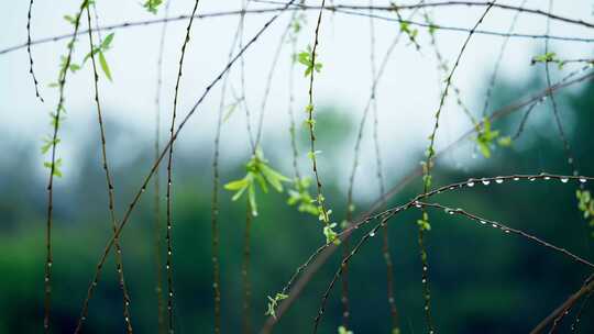 春暖花开 生机勃勃下雨溪流 春天风景视频
