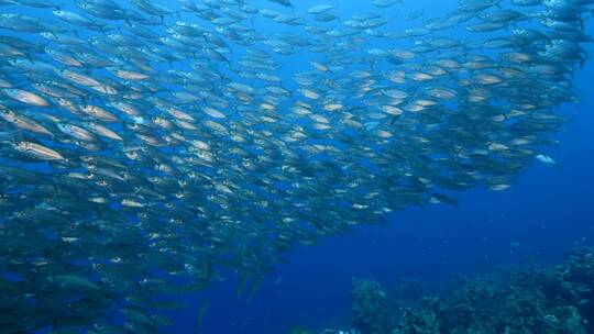 海底鱼群 沙丁鱼风暴