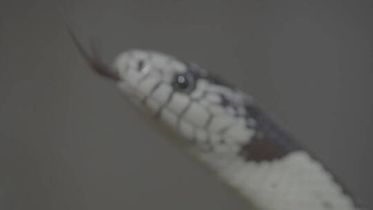 蛇吐舌头升格拍摄LOG视频素材模板下载