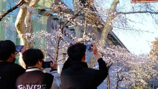 南京玄武区玄武湖景区古鸡鸣寺游客观赏樱花