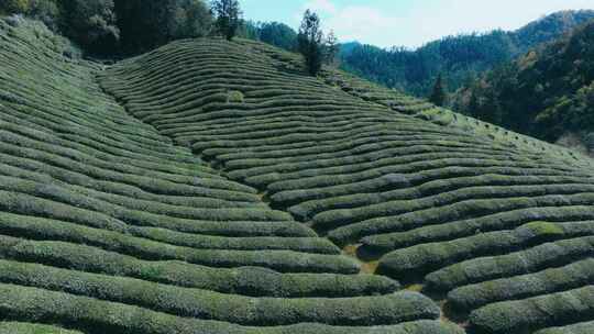 航拍茶园茶山风光