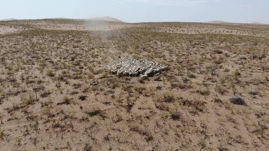航拍西北大漠沙漠牧羊盐碱地羊群