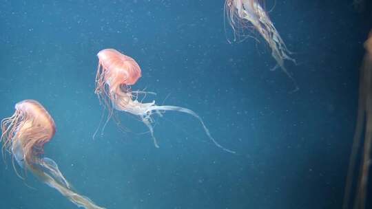 水族馆海底世界水母海洋生物