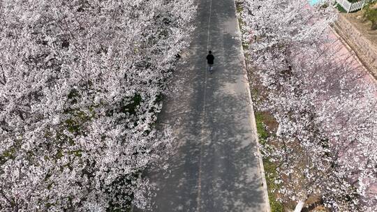 孤柏渡飞黄旅游区樱花园鲜花盛开