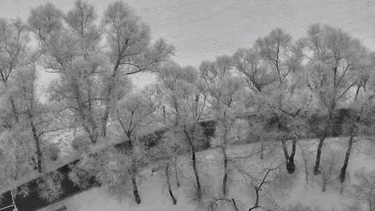 冰雪覆盖树木的冬季雪景航拍画面