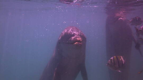 水下的海豚