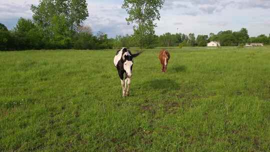 两匹雄伟的马在充满活力的草地上向镜头走来
