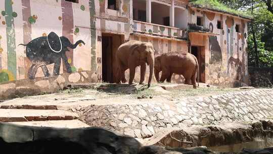动物园里的大象视频素材模板下载