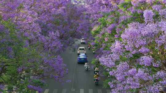 昆明蓝花楹