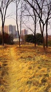 视频素材，自然风景，记录家乡美景治愈森林