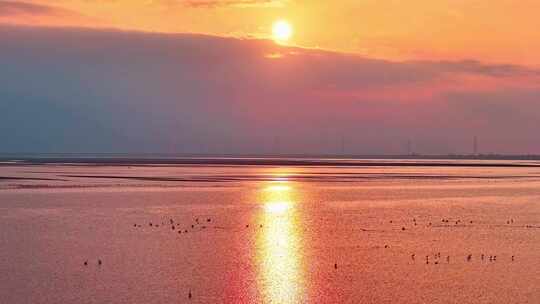 江西鄱阳湖湿地候鸟白鹤大雁