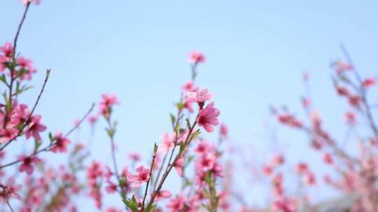 盛开的桃花