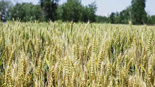 4K即将成熟发黄的小麦麦田