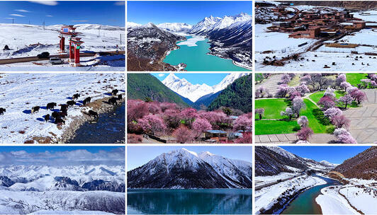 西藏风光 西藏高原牦牛与雪山湖泊