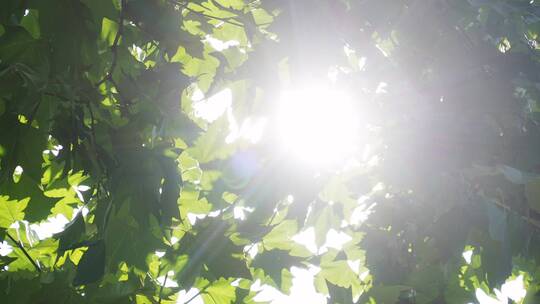 法国梧桐树叶缝中的太阳光