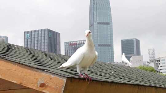 实拍屋顶上的鸽子12