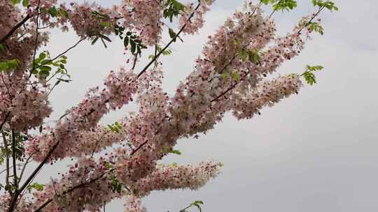 泰国樱花、花旗木