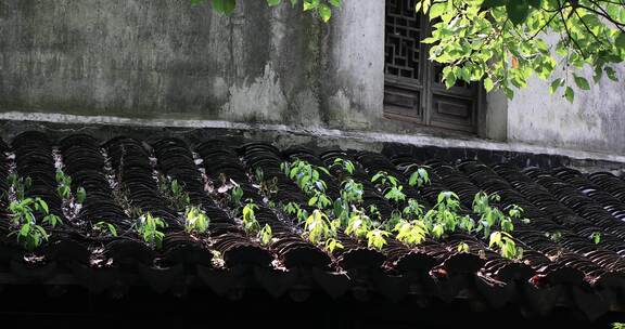 古镇绿色植物屋顶瓦片阳光光影局部特写