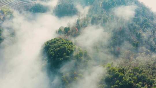 高山森林晨曦云海晨雾生态环境航拍合集