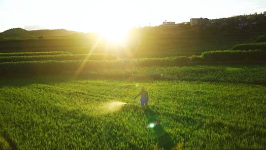 夕阳稻田