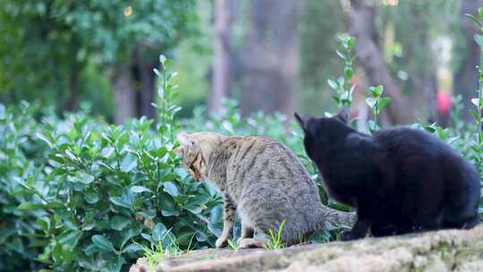 街头花坛上的猫咪