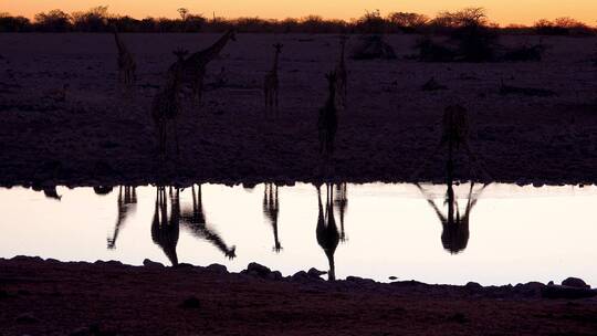 黄昏草原上的长颈鹿倒映在湖面