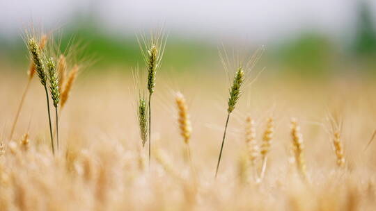 麦子麦地麦穗丰收