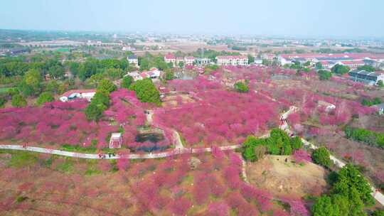 航拍荆州八岭山镇恒荣梅园