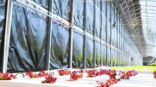 现代农业温室大棚水培蔬菜视频素材模板下载