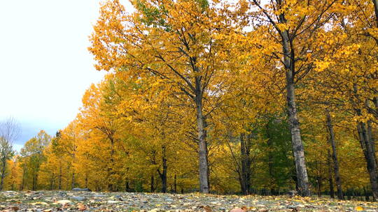 川西高原秋天黄叶落叶美景