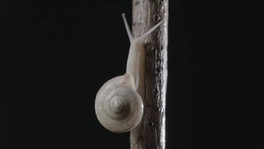 一只向上爬行的蜗牛LOG