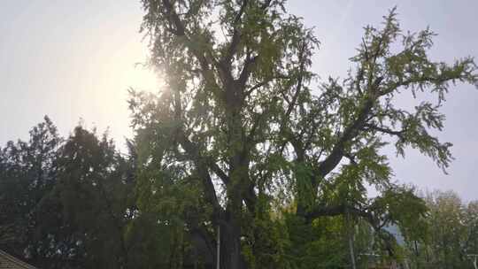 航拍古寺千年银杏秋景西安古观音禅寺