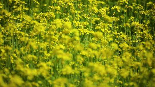 春天油菜花