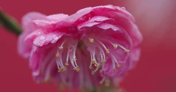 红墙背景下的粉色梅花