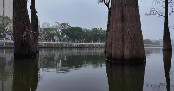 阳江市鸳鸯湖水杉林