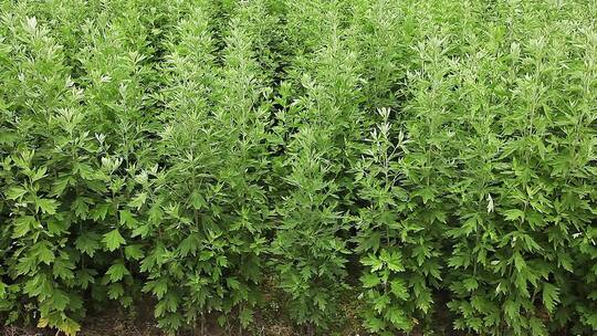 艾草种植