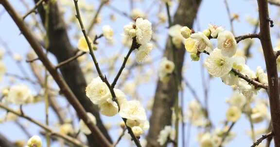 阳光轻轻摇摆梅花 立春花开微风 微距特写