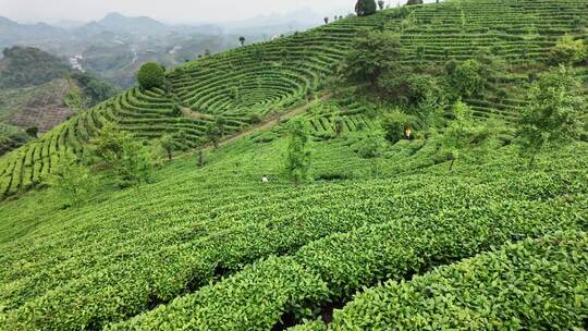 茶叶茶园茶场航拍