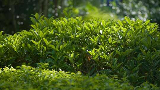 4K 绿色植物空境素材绿植叶子